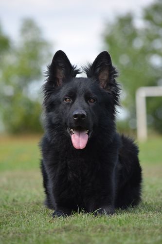 Cak Vítkovské vrchy
German Shepherd Dog (uzun tüylü)
27. Kas 2022