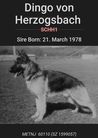 Dingo vom Herzogsbach