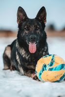 Simmona Last Hathy
German Shepherd (short-haired)
21. Nov 2020