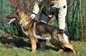 Alla Irbajro
German Shepherd Dog (short-haired)
14. Apr 2022