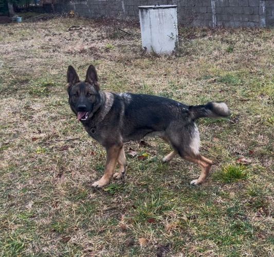 Ada Vidovdan
German Shepherd Dog (short-haired)
10. Maj 2023
