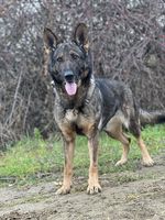 Bonnie spod Jastrabieho hniezda
Schäfer (korthåret)
26. Jan 2020