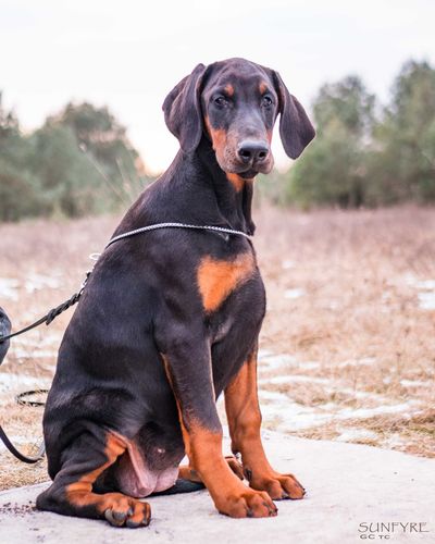 Sunfyre GC iz Pridvinskoy Imperii
Dobermann (black with rustred blace)
27. Okt 2024