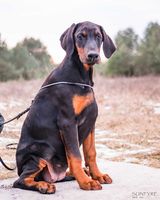 Sunfyre GC iz Pridvinskoy Imperii
Dobermann (black with rustred blace)
27. Okt 2024