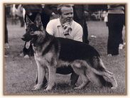 dog image background