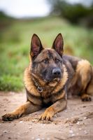 Herácles de São Gonçalo
Deutscher Schäferhund (Stockhaar)
11.09.2023