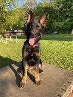 Grace Barfan Breeding
Berger Allemand (Poils courts)
12. Dec 2024