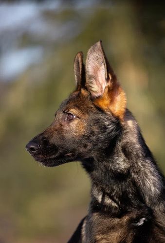Aisberg Legenda Volgi
German Shepherd (short-haired)
18. Oct 2024