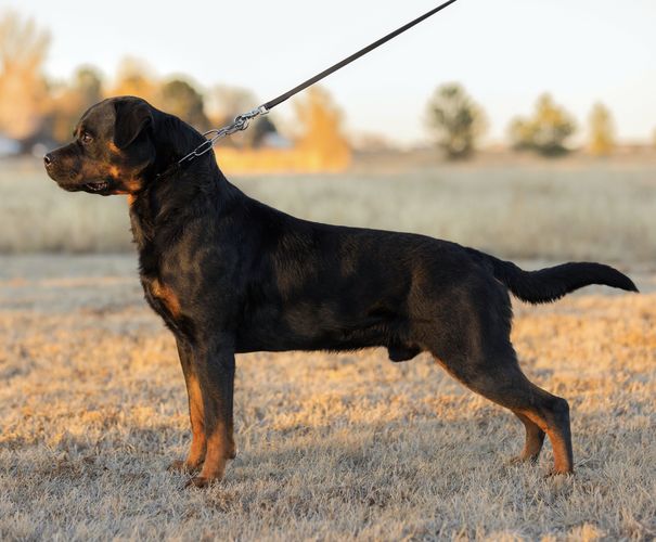 Bruno vom Lakotacamp
Rottweiler
20. Jul 2018