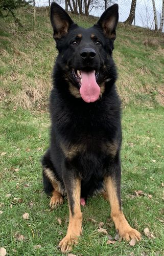 Gideon Angelic Overseer
German Shepherd (short-haired)
15. Oct 2020