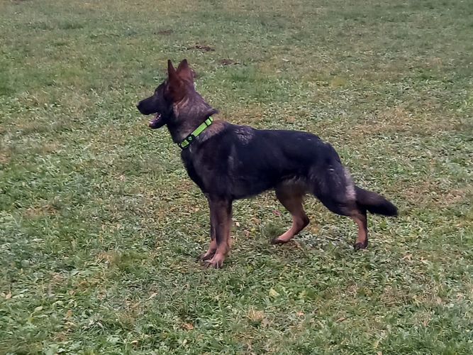 Garai Tenebris Bohemia
German Shepherd (short-haired)
26. Nov 2023