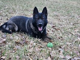 Team Trion's Qubra
German Shepherd (short-haired)
16. Oct 2022