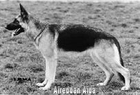 dog image background