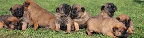 Centrefire Malinois