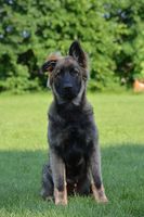 Aron z Oderského zátiší
德国牧羊犬 (长毛)
20. 一月 2025