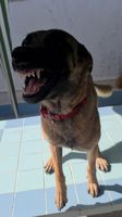 Tiger Of Joli Troucheaus
Belgian Shepherd (Malinois)
24. Jul 2020