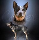 Forelands Greatful Cooper