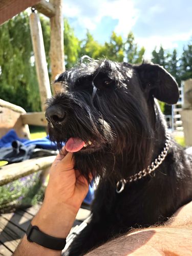 Amália Amaya Goldest Danubius
Giant Schnauzer (pure black)
12. Mar 2023
