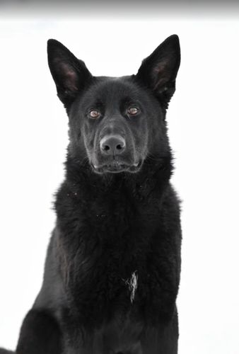Zoro vom Waldfurter-Wald
Deutscher Schäferhund
10.06.2024
