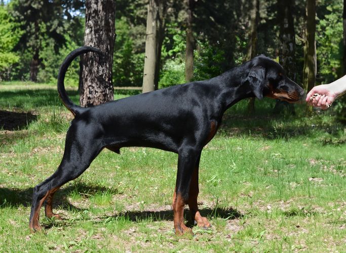 Hogo Fogo Brittasgang
Dobermann (black with rustred blace)
28. Nov 2024