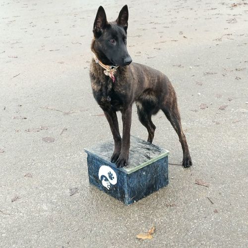 Megi od Moslavine
荷兰牧羊犬 (短毛)
24. 四月 2022