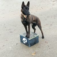 Megi od Moslavine
Dutch Shepherd (short-haired)
24. Apr 2022