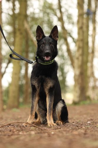 Nero vom Teufelskrieger
German Shepherd (short-haired)
27. Jun 2024