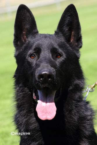 Groß Rio vom Vogelsberger Südhang
German Shepherd (short-haired)
25. Aug 2020