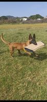 Nylon de Orelav
Belgian Shepherd Dog (Malinois)
17. Ara 2023