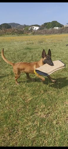 Nylon de Orelav
Belgian Shepherd (Malinois)
17. Dec 2023