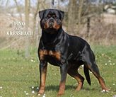 Pino vom Kressbach