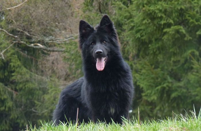 Orgie Denbrix
German Shepherd (long-haired)
3. Jun 2021