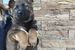 Gora Secure Dog