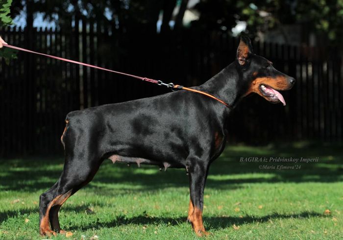 Bagira iz Pridvinskoi Imperii
Dobermann (black with rustred blace)
30. April 2021
