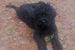 King Boy Fantom Chlumu