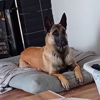 Donauer Erzengel Adidas
Belgický ovčák (Malinois)
10. pro 2022