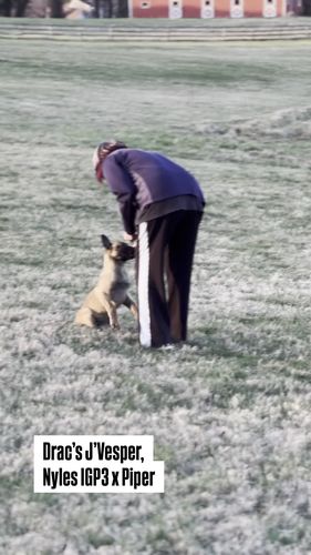 Drac's J'Vesper
Belgisk Hyrdehund
1. Jan 2025