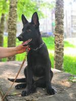Nokrat Cypochka
德国牧羊犬
16. 二月 2025
