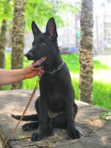 Nokrat Cypochka
德国牧羊犬
16. 二月 2025