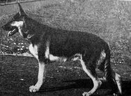 dog image background