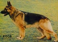 dog image background