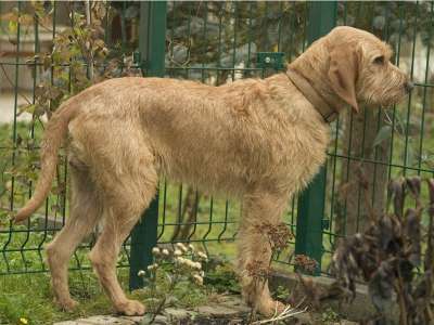Griffon Fauve De Bretagne Griffon Fauve De Bretagne