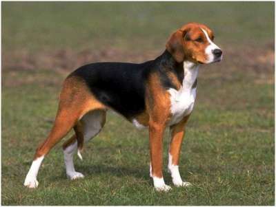 Deutsche Bracke Deutsche Bracke