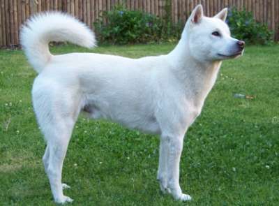 Kishu Kishu